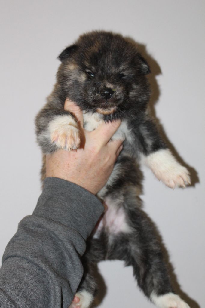 No Bushido - Chiot disponible  - Akita