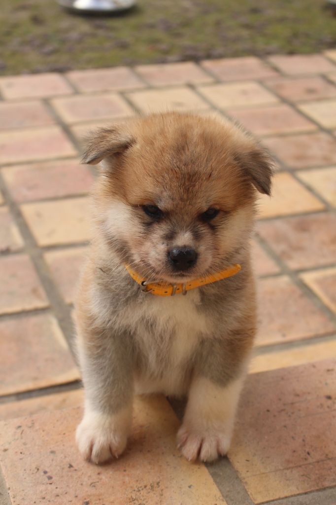 No Bushido - Chiot disponible  - Akita