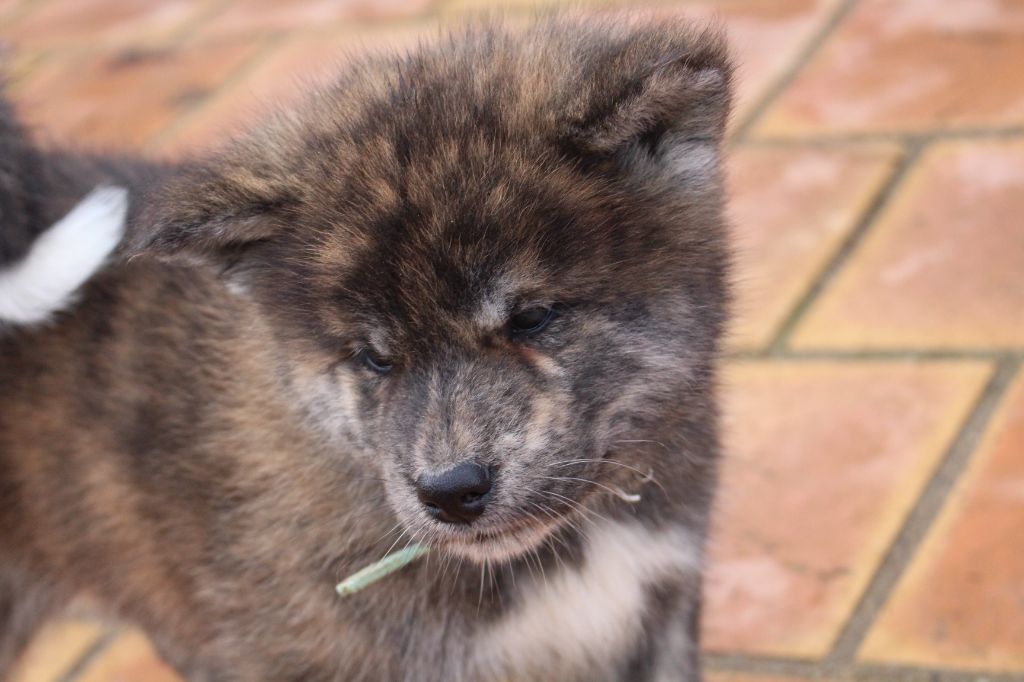 No Bushido - Chiot disponible  - Akita