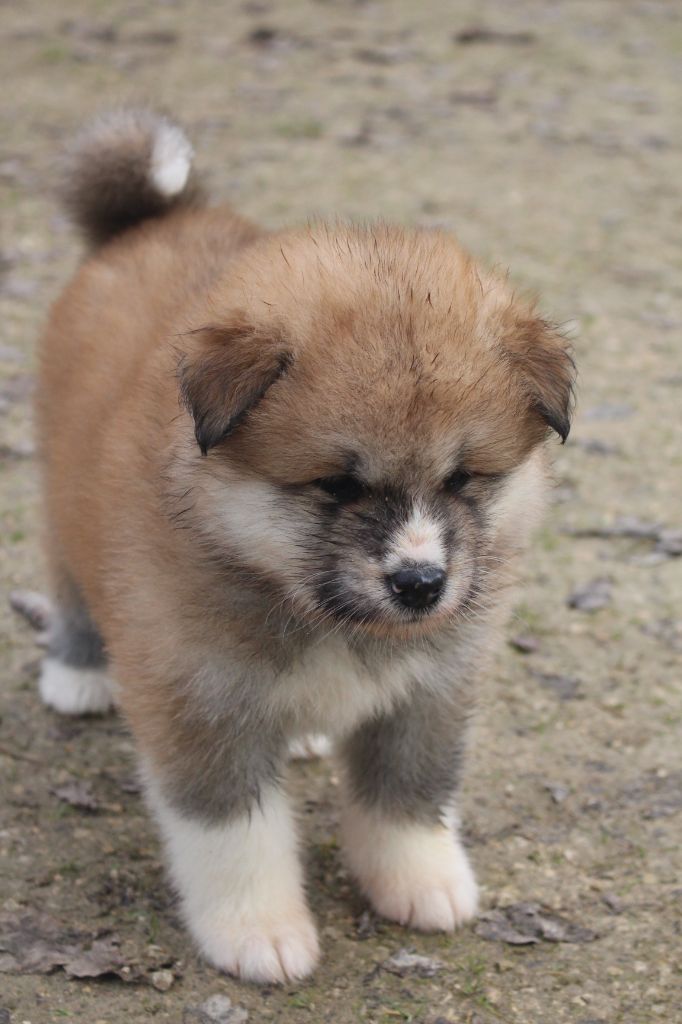 No Bushido - Chiot disponible  - Akita