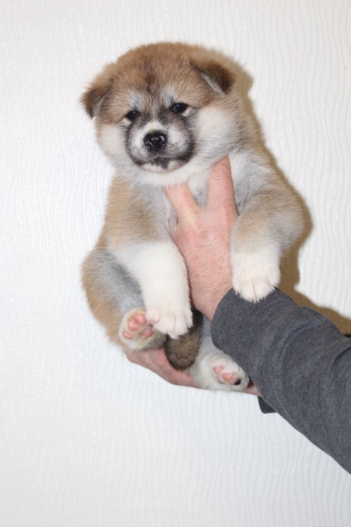 No Bushido - Chiot disponible  - Akita