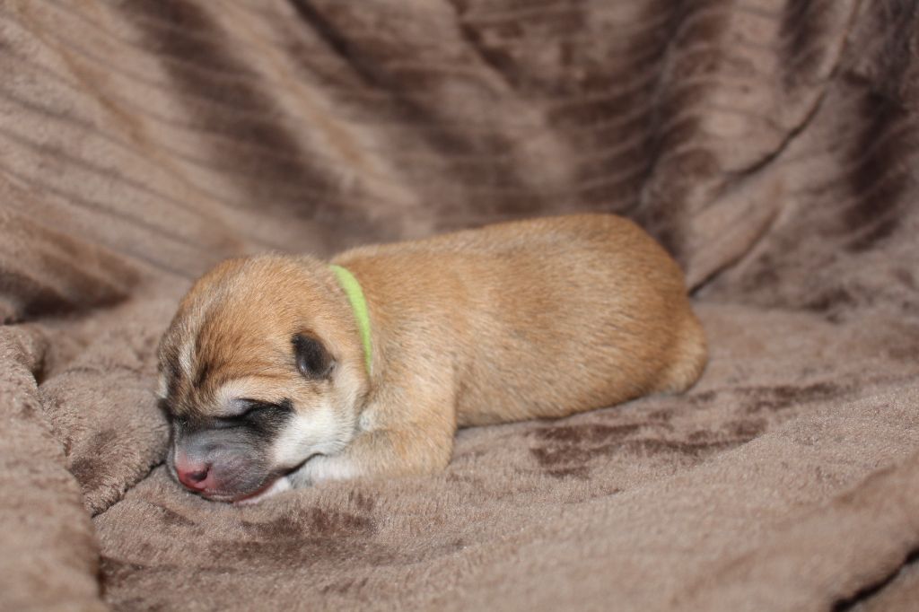 No Bushido - Chiot disponible  - Akita