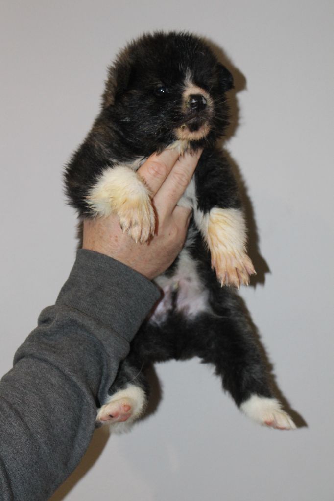 No Bushido - Chiot disponible  - Akita