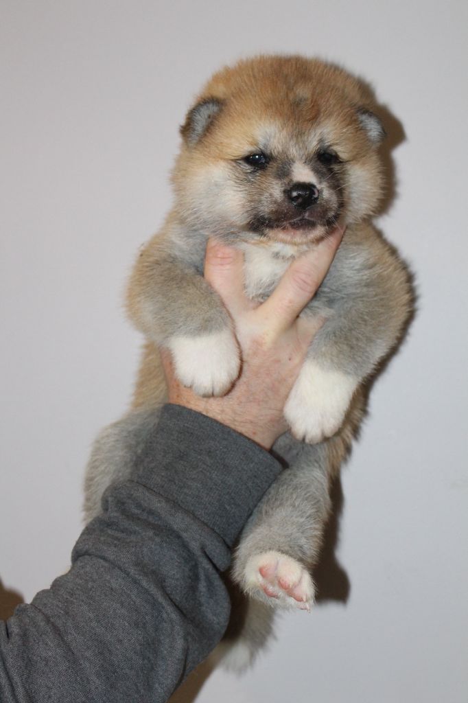 No Bushido - Chiot disponible  - Akita