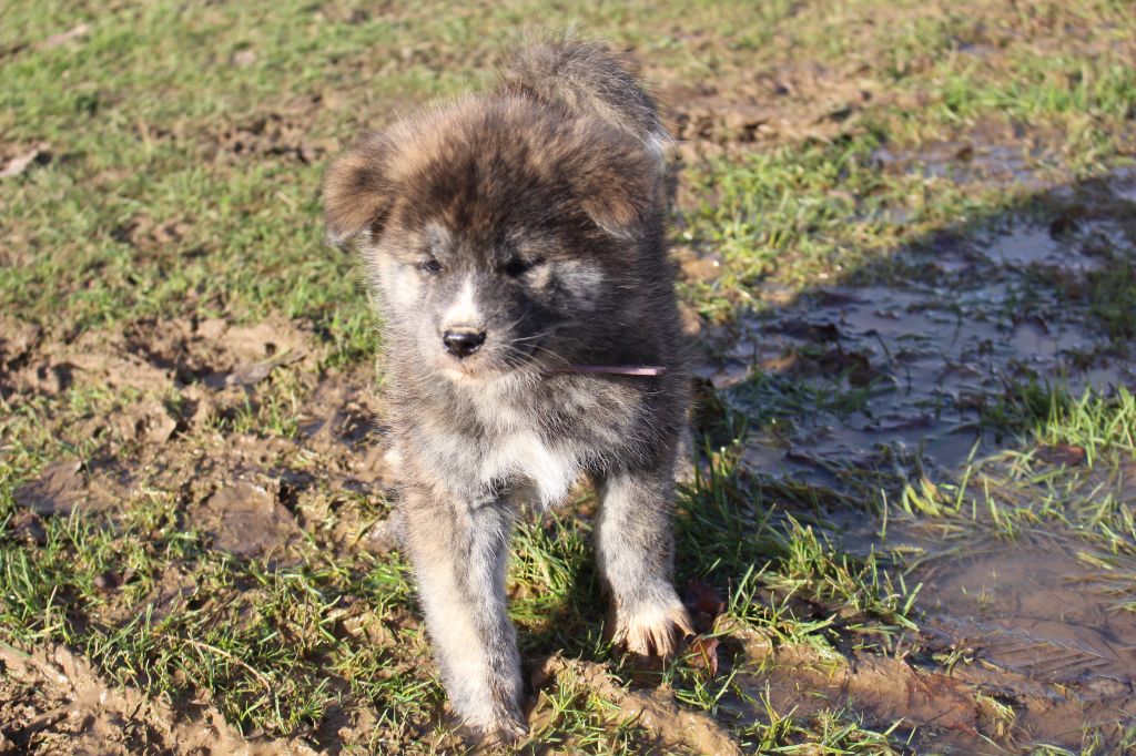 No Bushido - Chiot disponible  - Akita