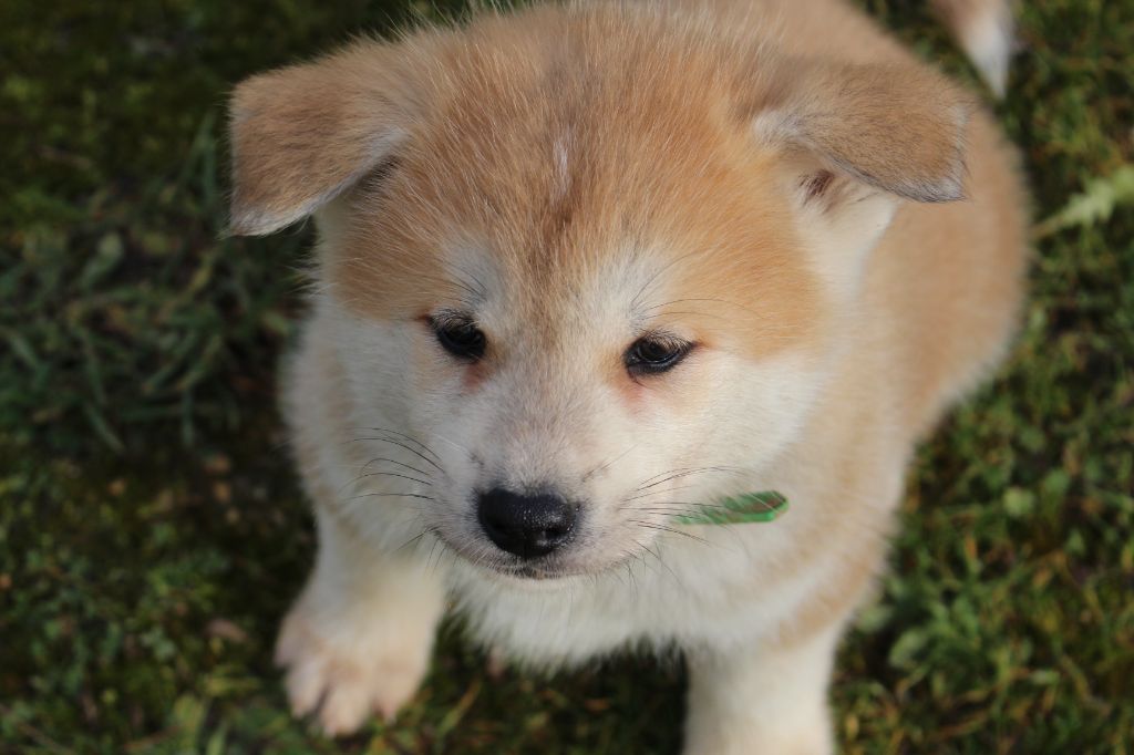 No Bushido - Chiot disponible  - Akita