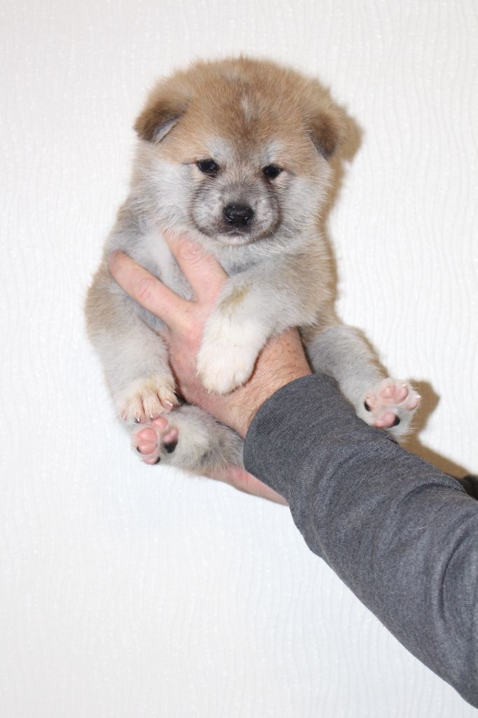 No Bushido - Chiot disponible  - Akita