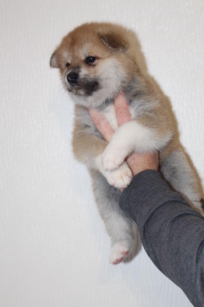 No Bushido - Chiot disponible  - Akita