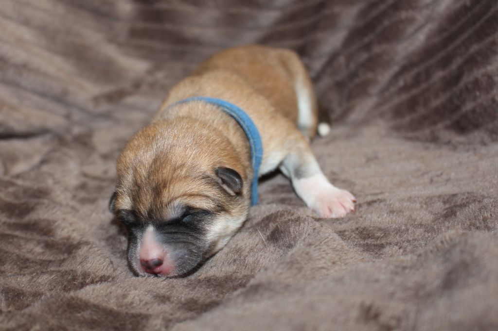 No Bushido - Chiot disponible  - Akita