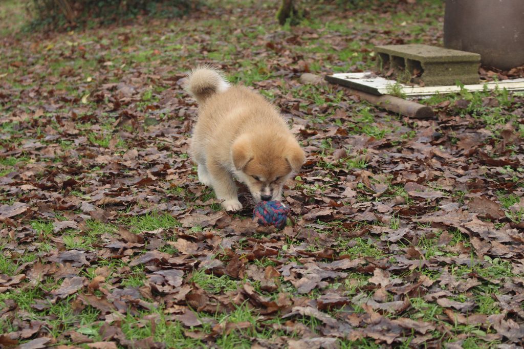 No Bushido - Chiot disponible  - Akita