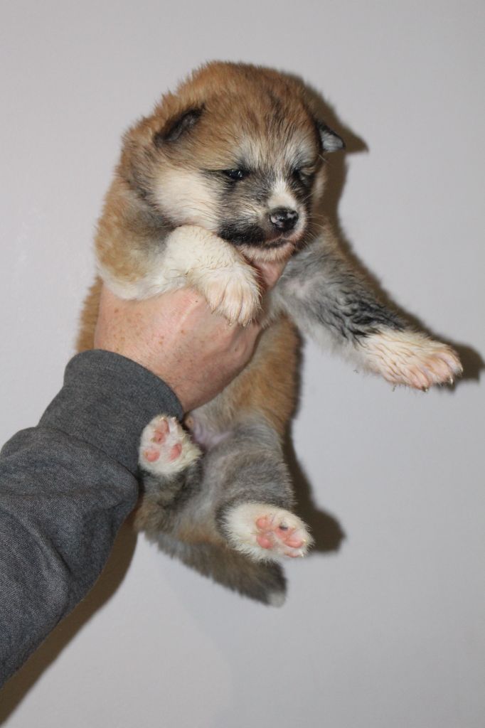 No Bushido - Chiot disponible  - Akita