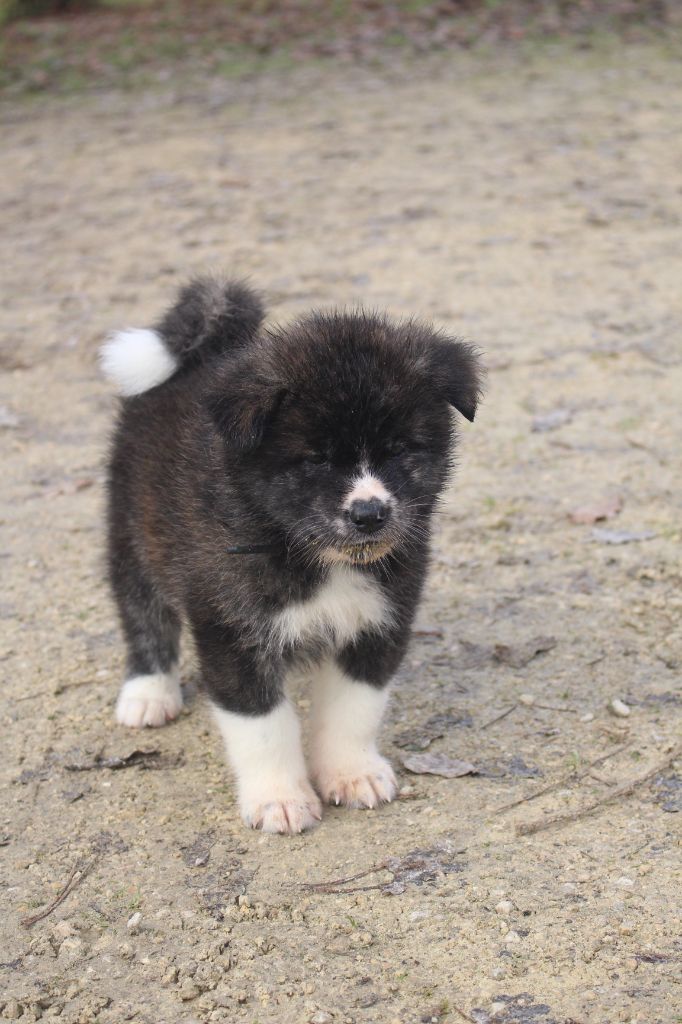 No Bushido - Chiot disponible  - Akita