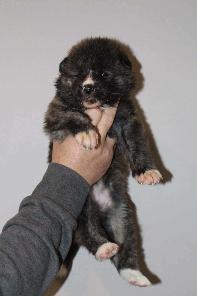 No Bushido - Chiot disponible  - Akita