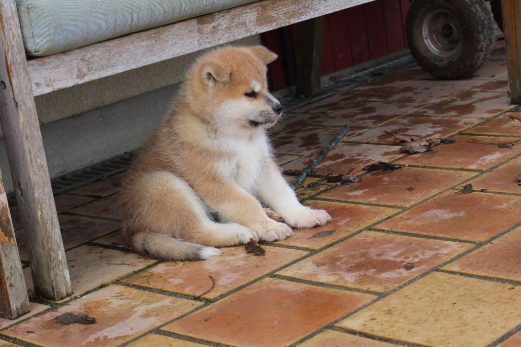 No Bushido - Chiot disponible  - Akita