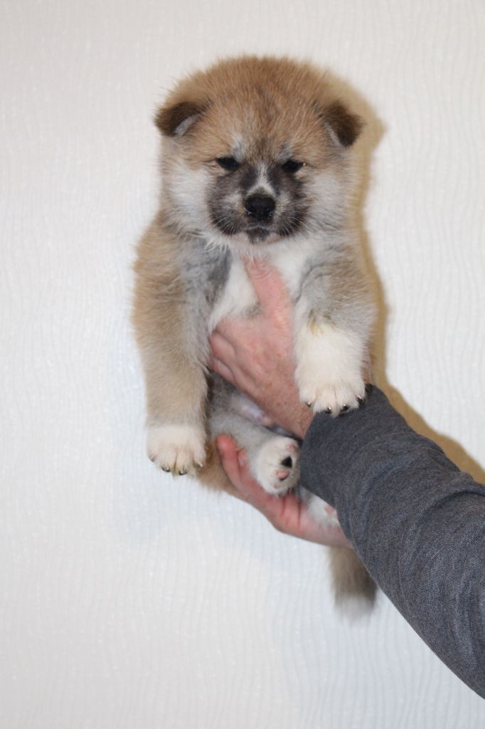 No Bushido - Chiot disponible  - Akita