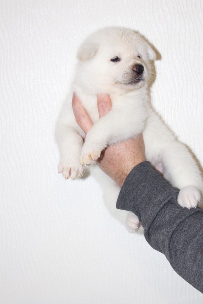 No Bushido - Chiot disponible  - Akita