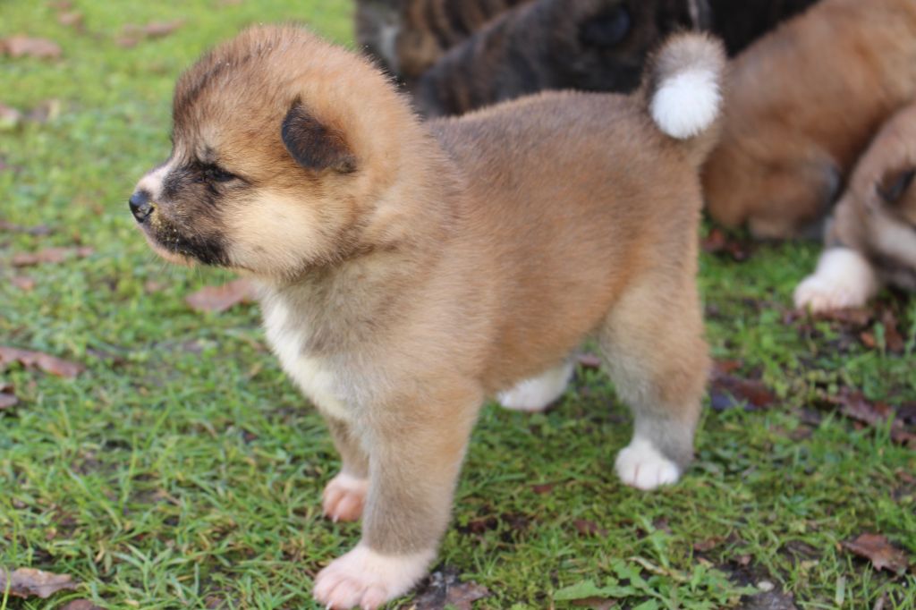 No Bushido - Chiot disponible  - Akita