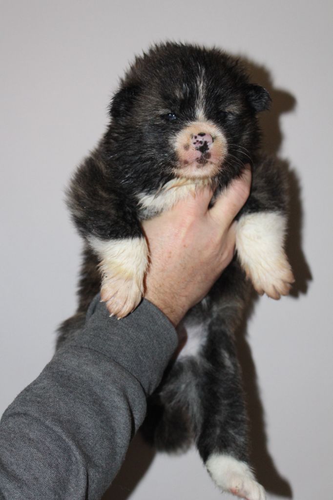 No Bushido - Chiot disponible  - Akita