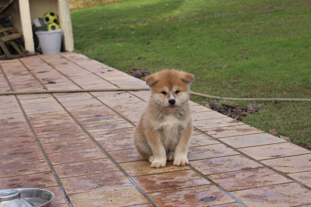 No Bushido - Chiot disponible  - Akita