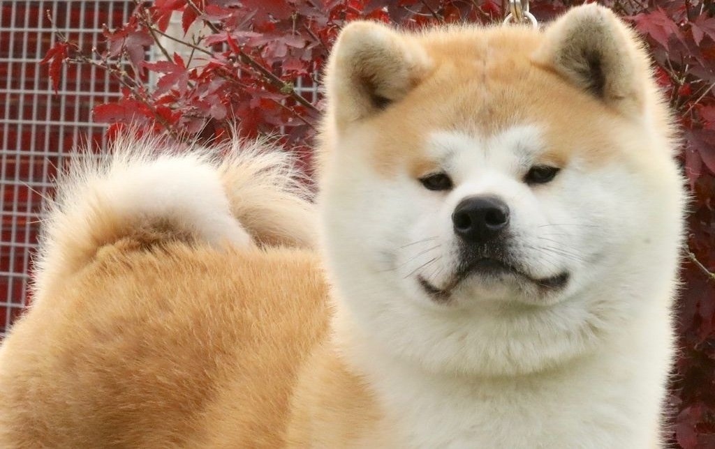 Tozan go bordakitainu kensha