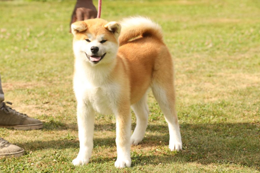 Saya No Kazoku
