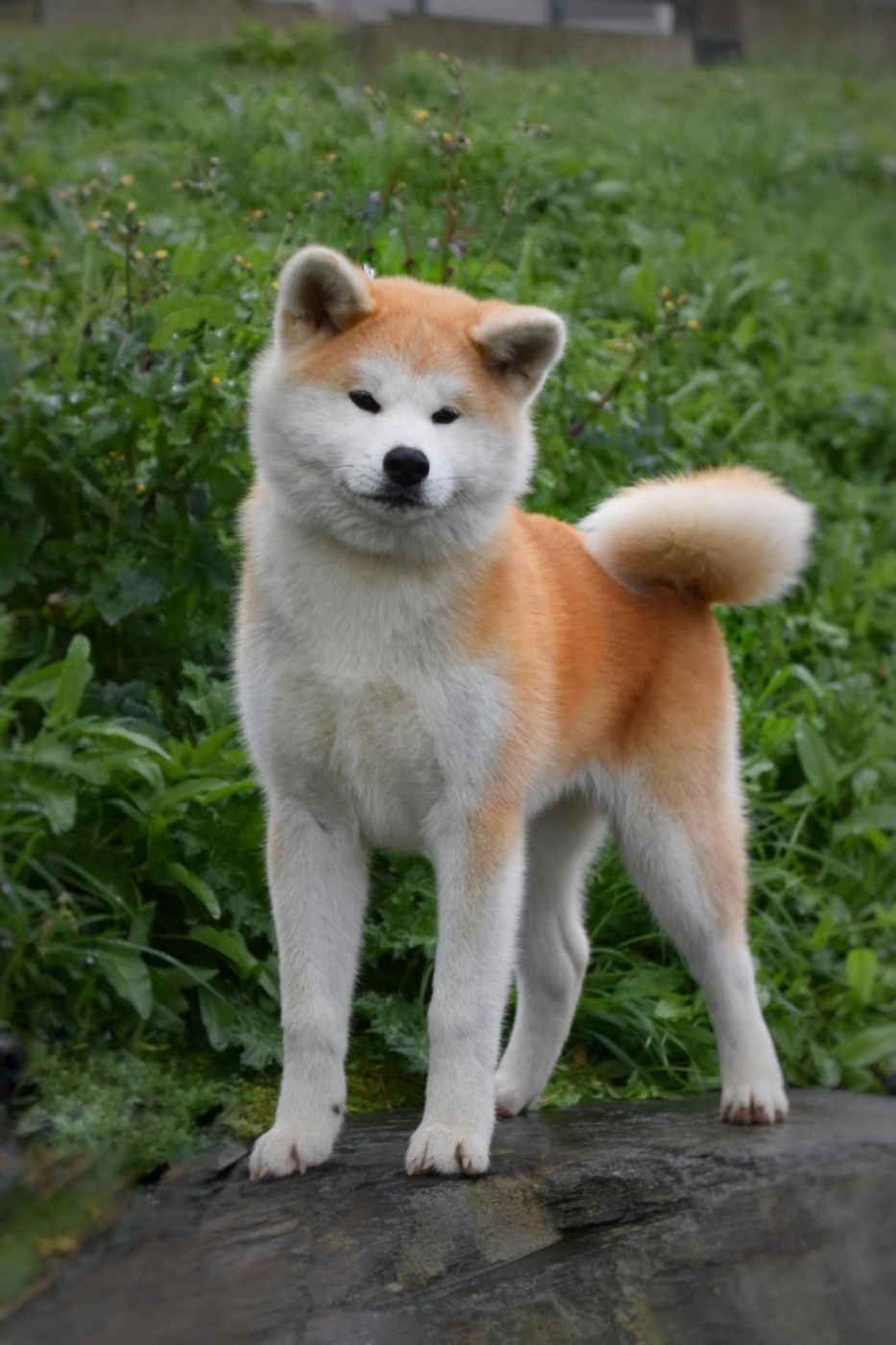 No Bushido Aïkohime