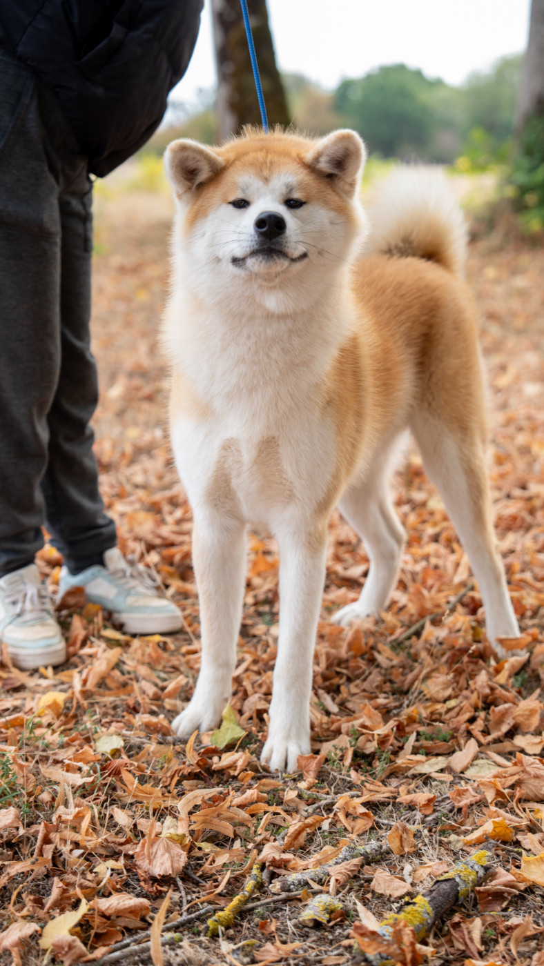 Akemi noa no hakobune