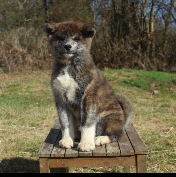 No Bushido - Chiots disponibles - Akita