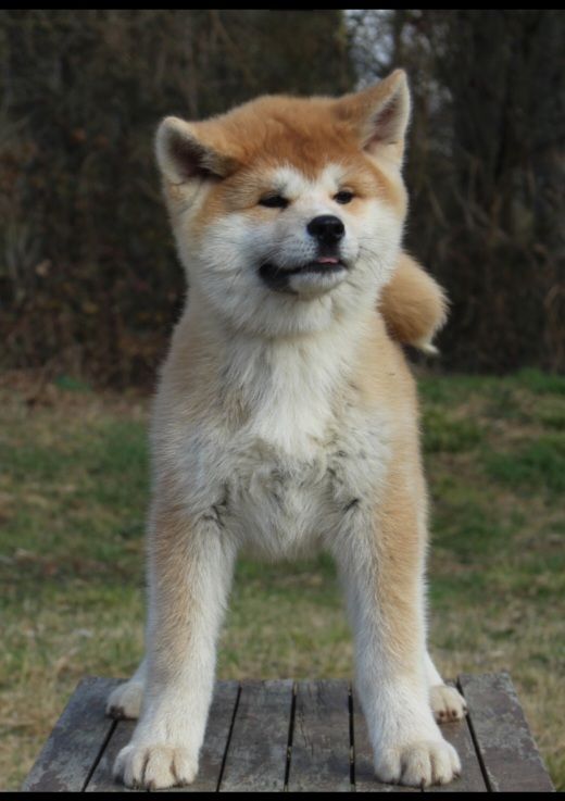 No Bushido - Chiots disponibles - Akita