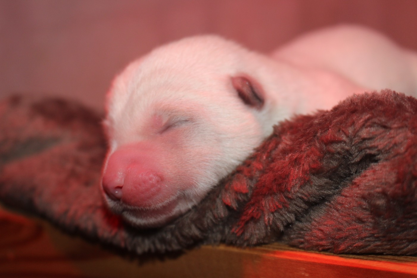 No Bushido - Chiots disponibles - Akita