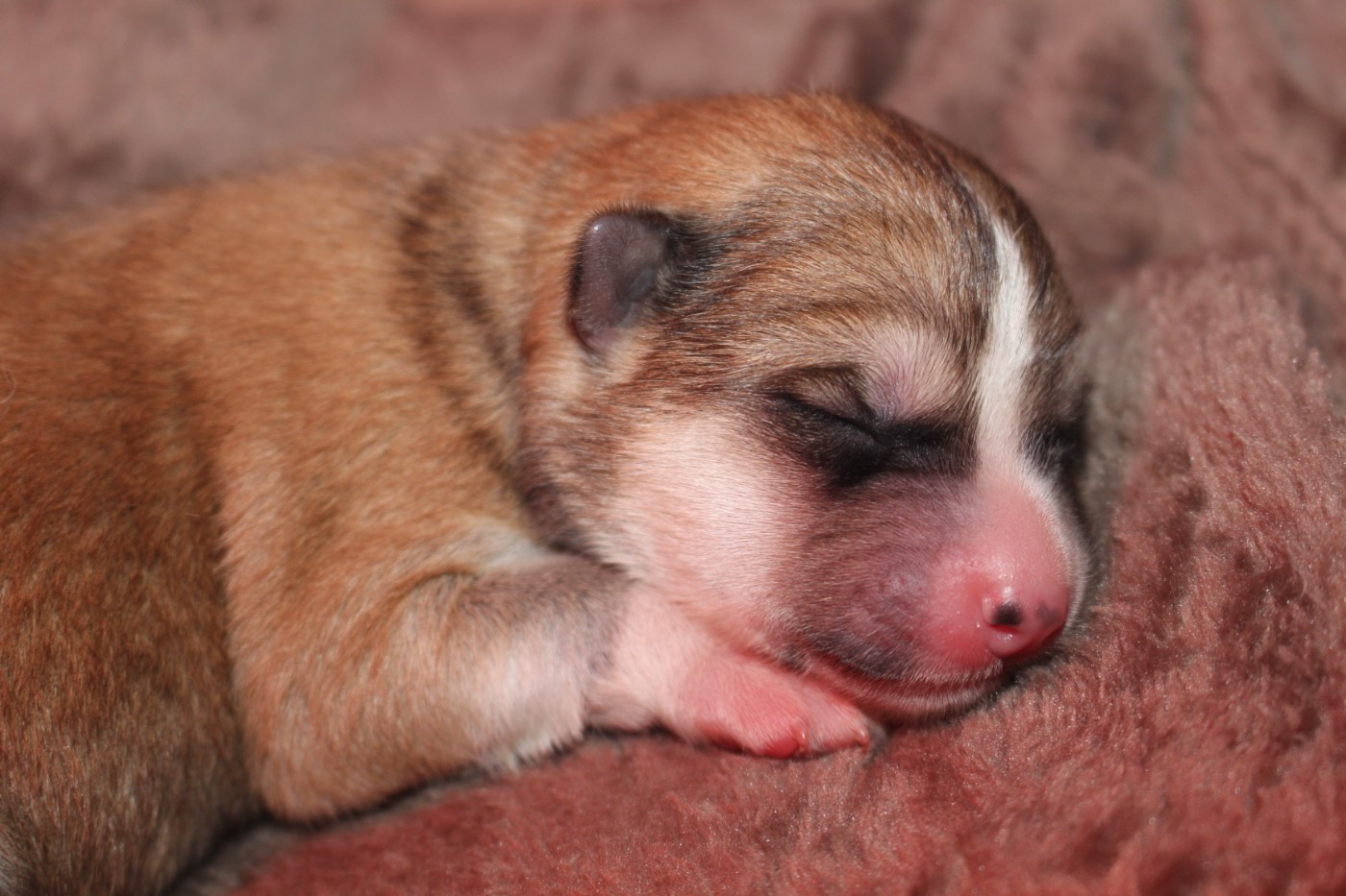 No Bushido - Chiots disponibles - Akita