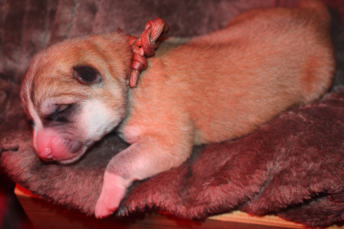 No Bushido - Chiots disponibles - Akita