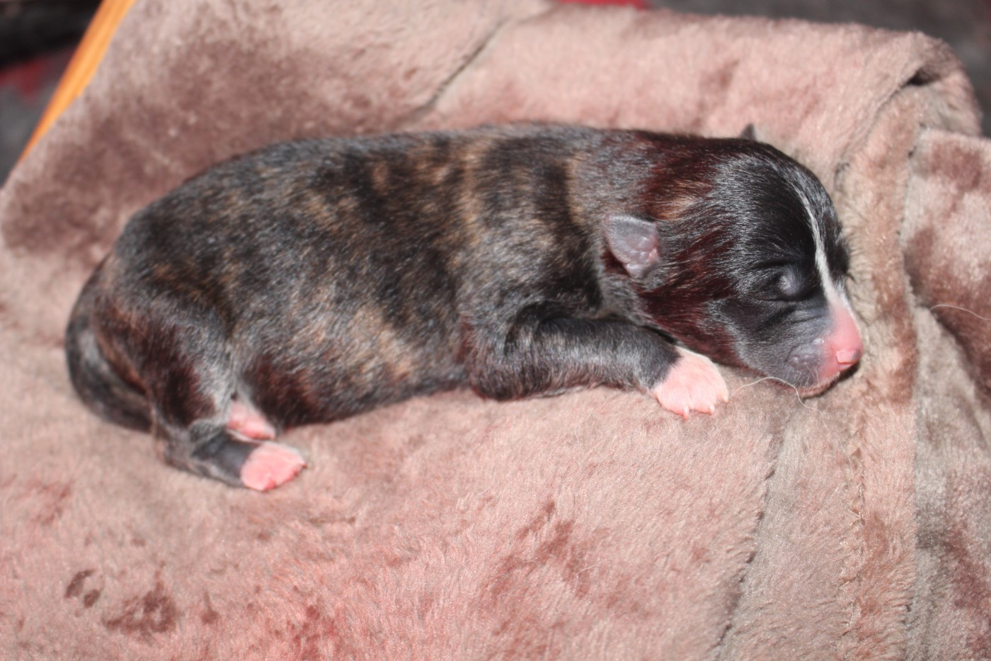 No Bushido - Chiots disponibles - Akita