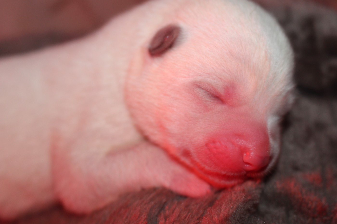 No Bushido - Chiots disponibles - Akita