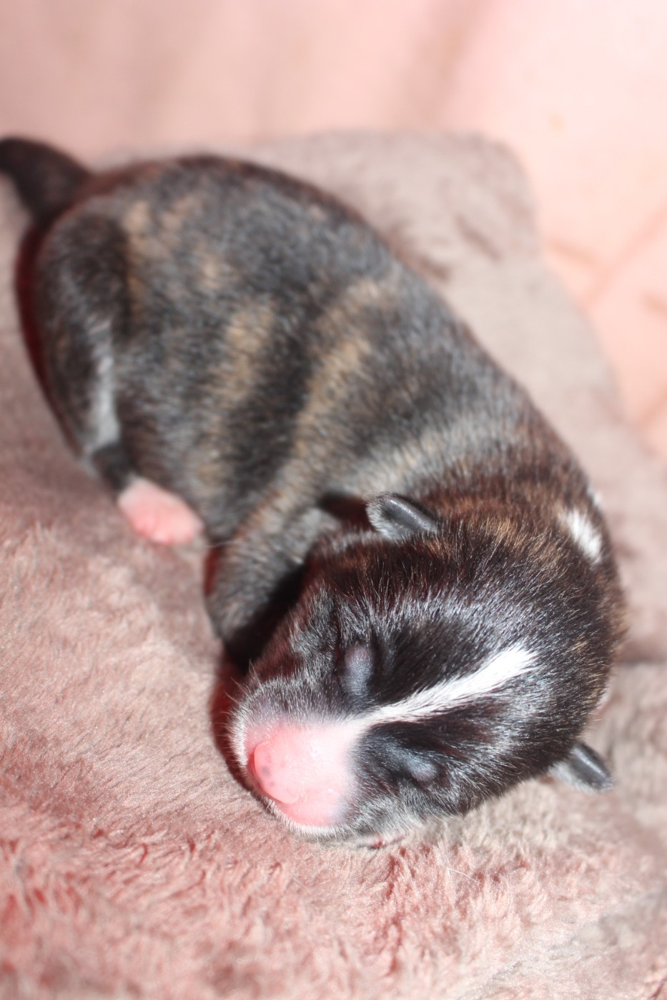 No Bushido - Chiots disponibles - Akita