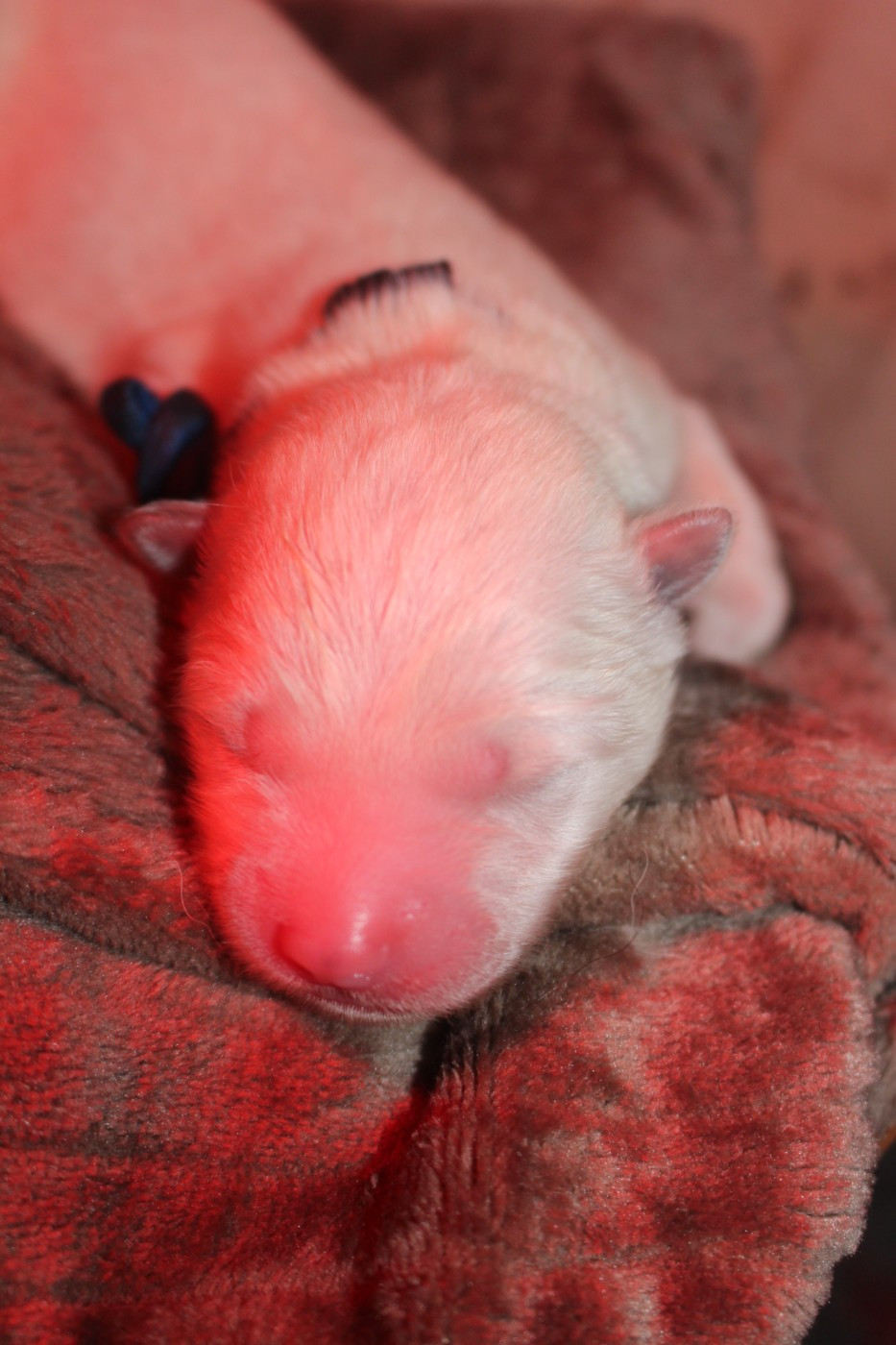 No Bushido - Chiots disponibles - Akita