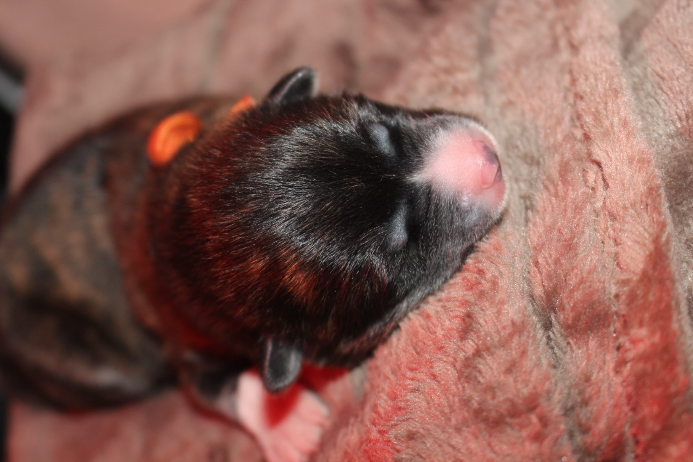 No Bushido - Chiots disponibles - Akita