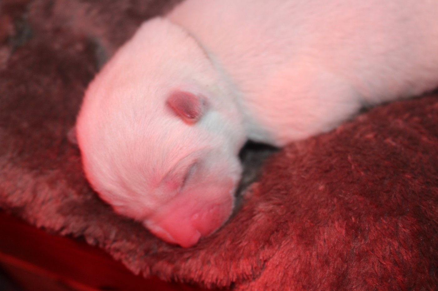 No Bushido - Chiots disponibles - Akita