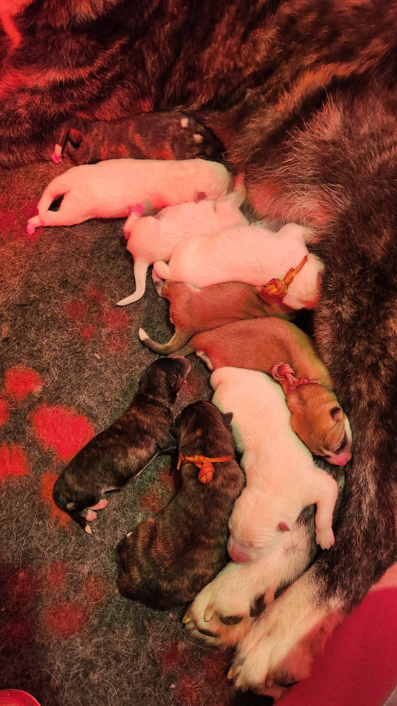 No Bushido - Akita - Portée née le 26/11/2025