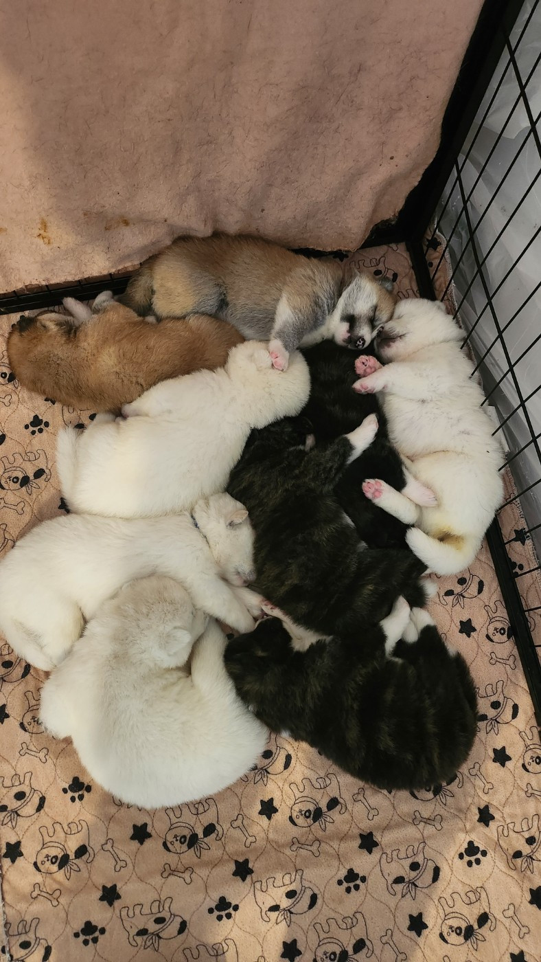 Chiot Akita No Bushido