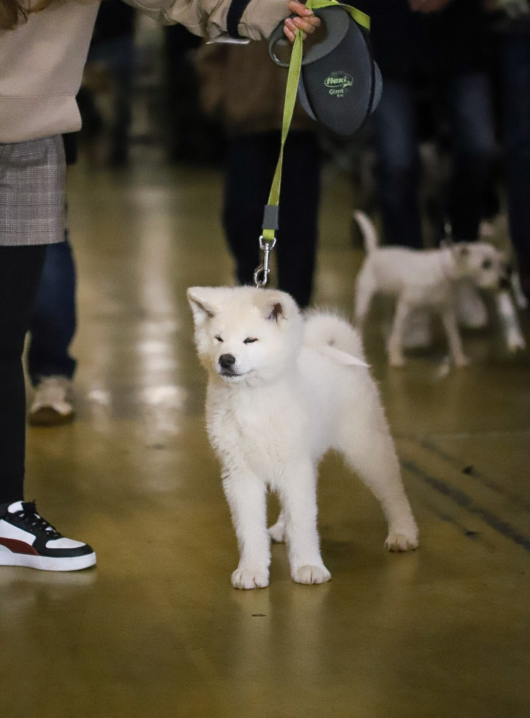 No Bushido - Chiots disponibles - Akita