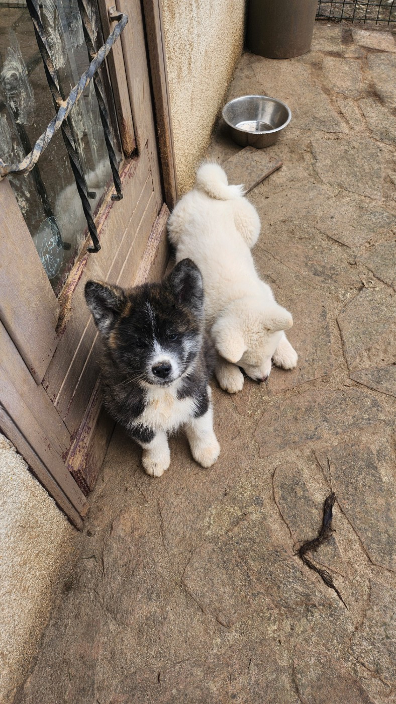 No Bushido - Chiots disponibles - Akita