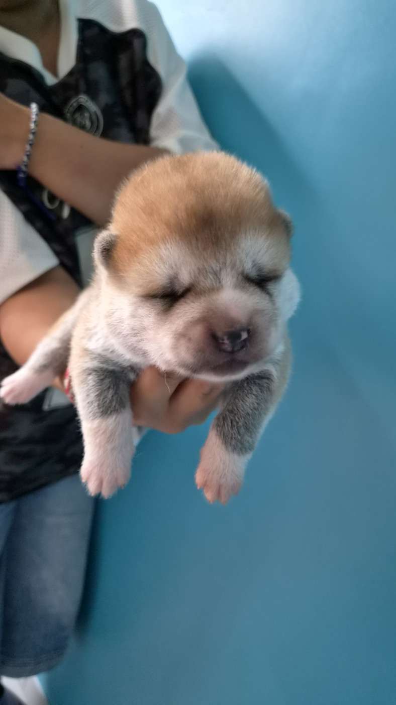 No Bushido - Chiots disponibles - Akita