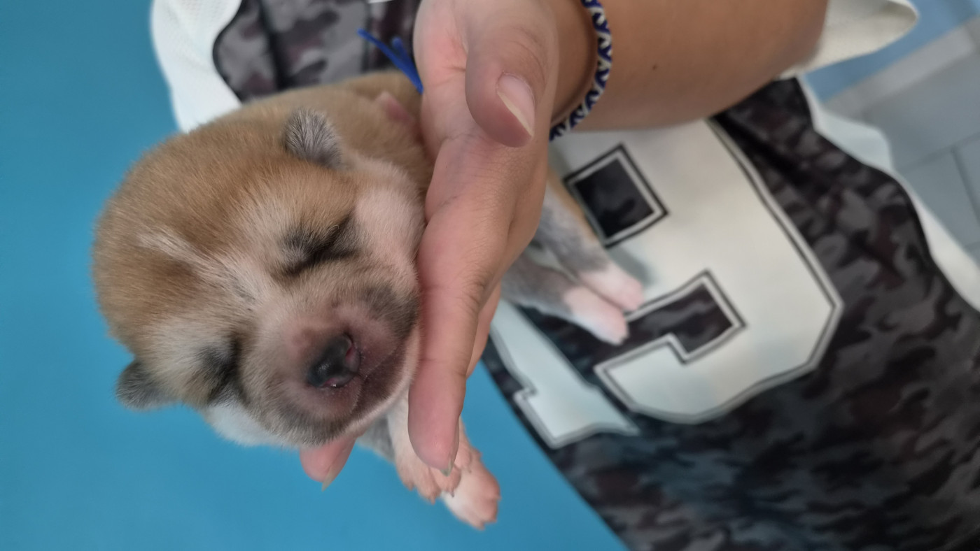 No Bushido - Chiots disponibles - Akita