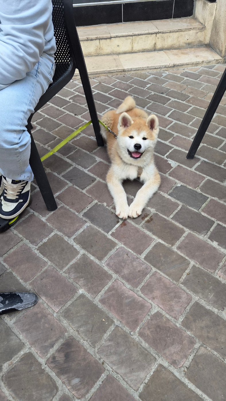 No Bushido - Chiots disponibles - Akita
