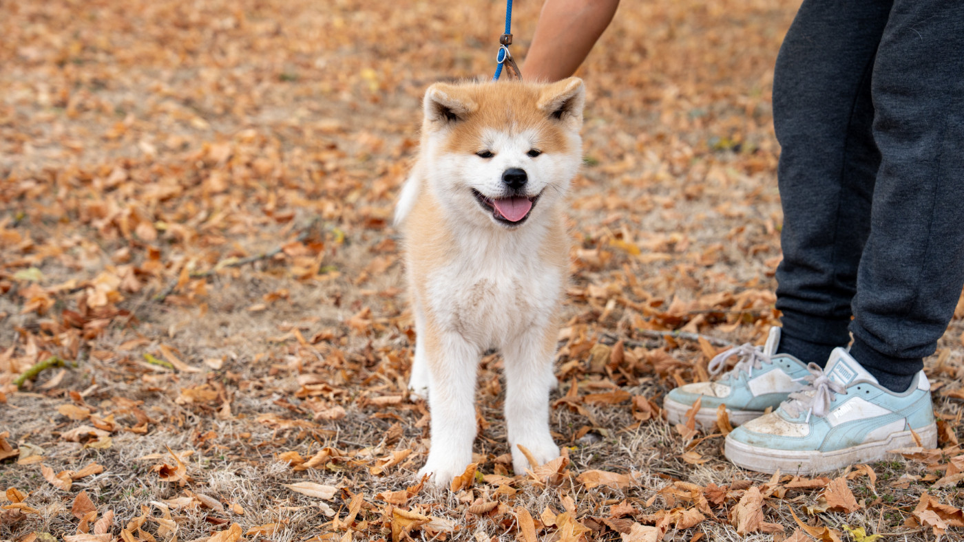 No Bushido - Chiots disponibles - Akita
