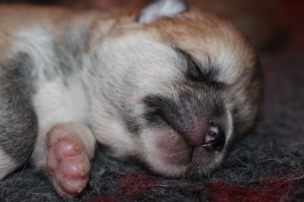 No Bushido - Chiots disponibles - Akita