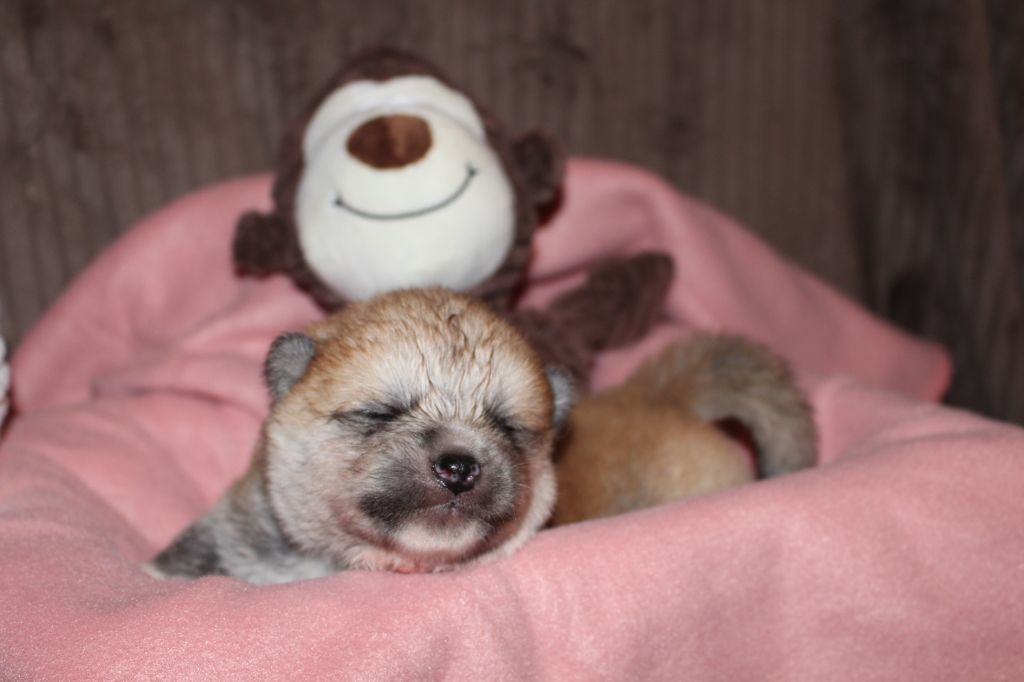 No Bushido - Chiots disponibles - Akita