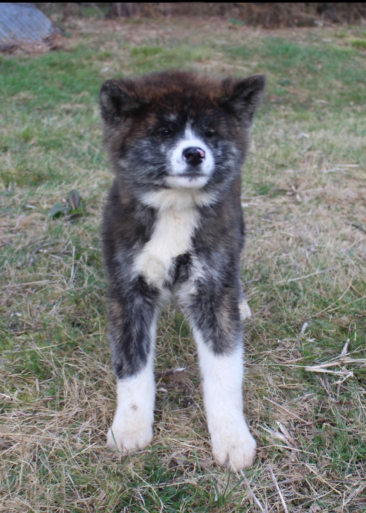 No Bushido - Chiots disponibles - Akita