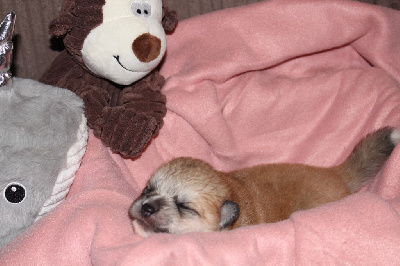 CHIOT